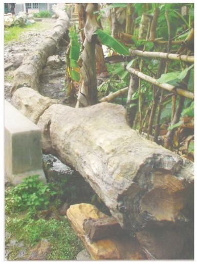 Fossil Or Pretified Wood1 Fossil Or Pretified Wood1